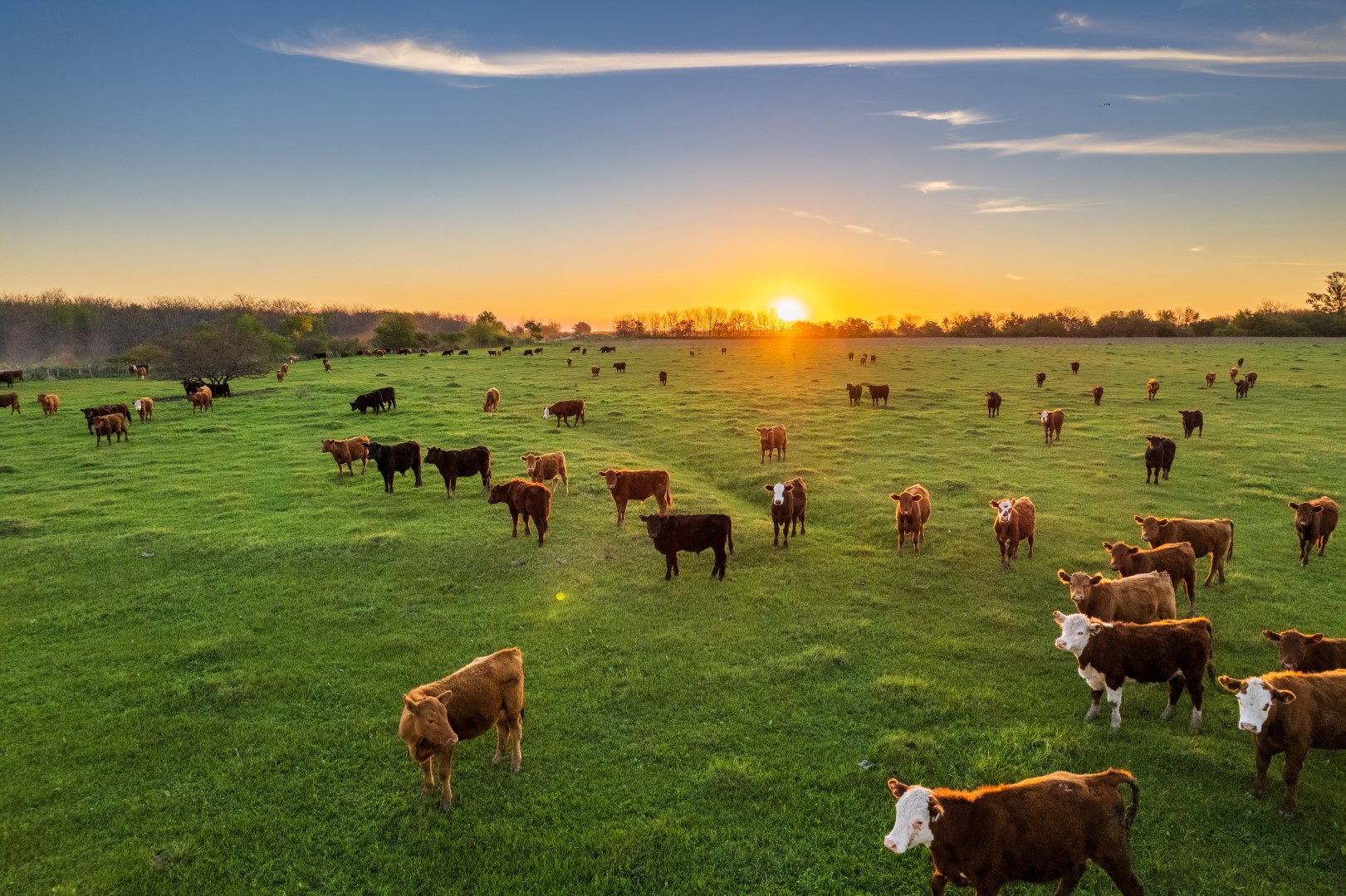 Cattle grazing in a field